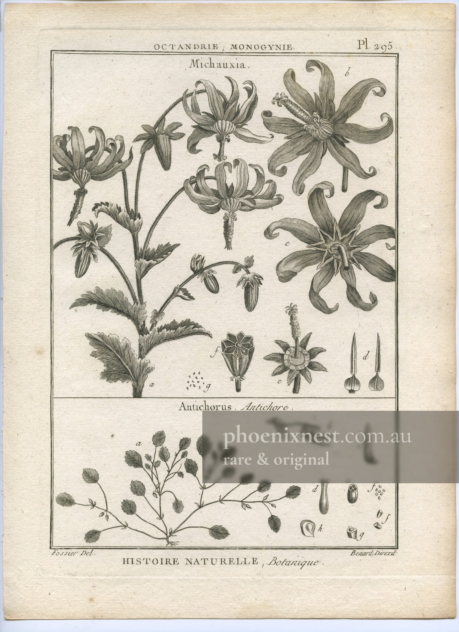 Michauxia and Antichorus, Pl. 295 — Encyclopédie Méthodique