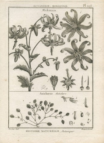 Michauxia and Antichorus, Pl. 295 — Encyclopédie Méthodique