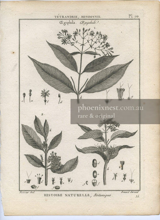 Aegiphila, Pl. 70 — Encyclopédie Méthodique
