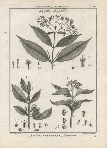 Aegiphila, Pl. 70 — Encyclopédie Méthodique