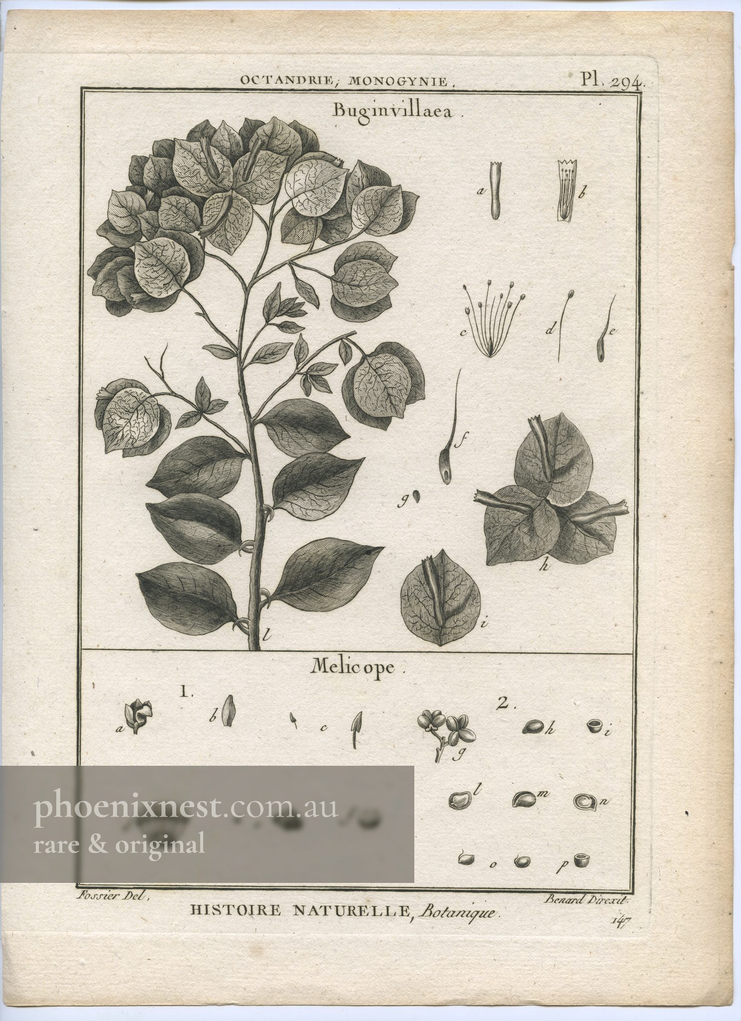 Bougainvillea and Melicope, Pl. 294 — Encyclopédie Méthodique