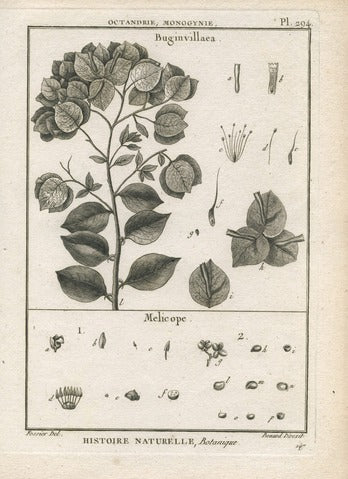 Bougainvillea and Melicope, Pl. 294 — Encyclopédie Méthodique