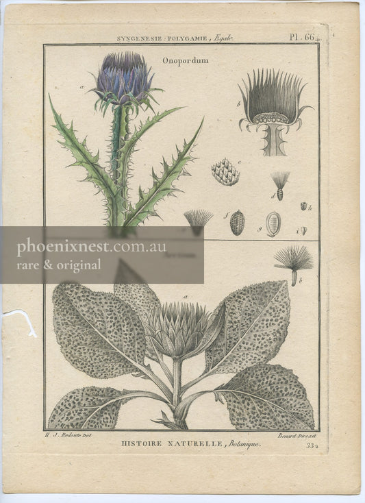 Botanical Illustration of Onopordum and Arctium (Plate 66)