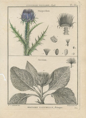 Botanical Illustration of Onopordum and Arctium (Plate 66)