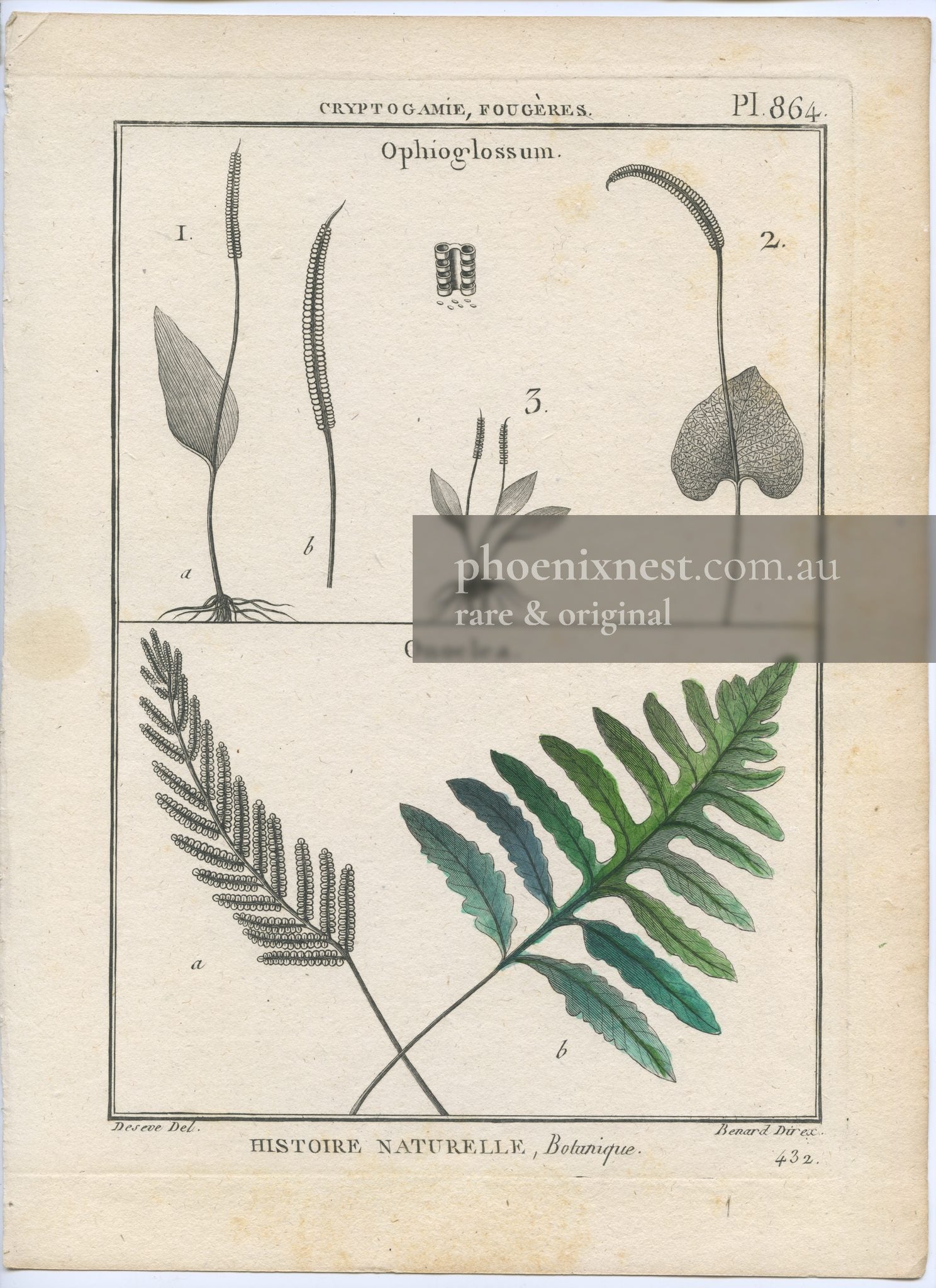 Botanical Plate of Ophioglossum and Onoclea Ferns