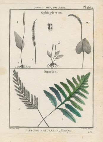 Botanical Plate of Ophioglossum and Onoclea Ferns