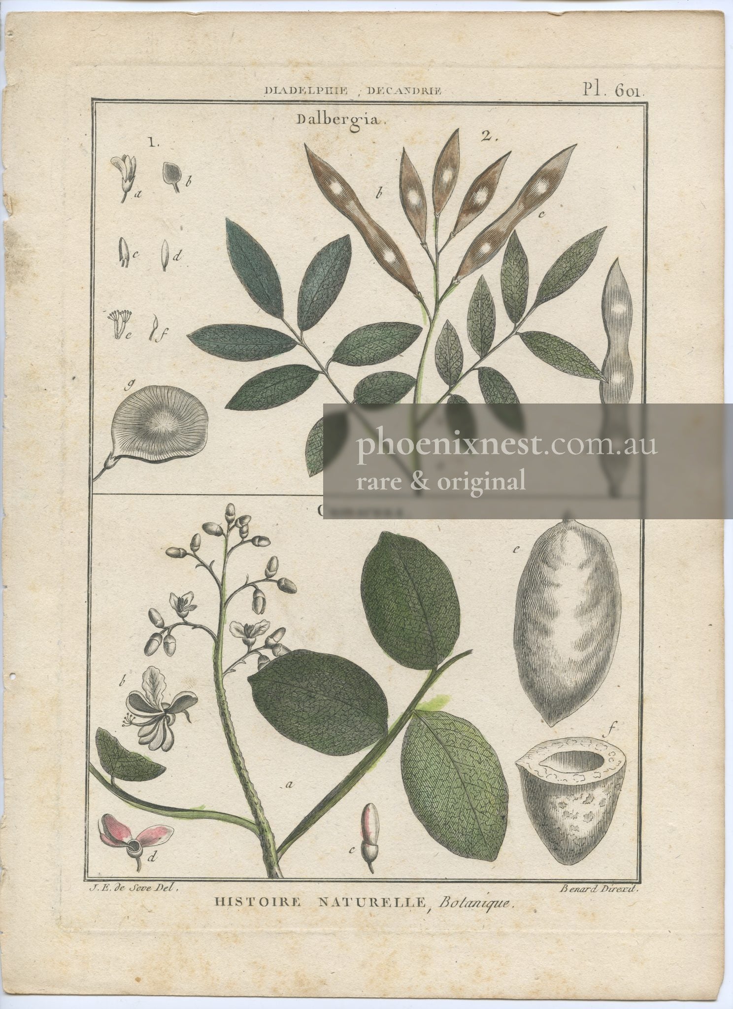 Botanical Plate 601: Dalbergia and Cumaruna