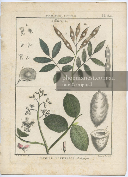 Botanical Plate 601: Dalbergia and Cumaruna