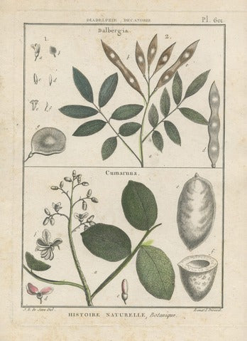 Botanical Plate 601: Dalbergia and Cumaruna