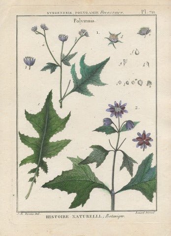Polymnia (Plate 711) from Encyclopédie Méthodique
