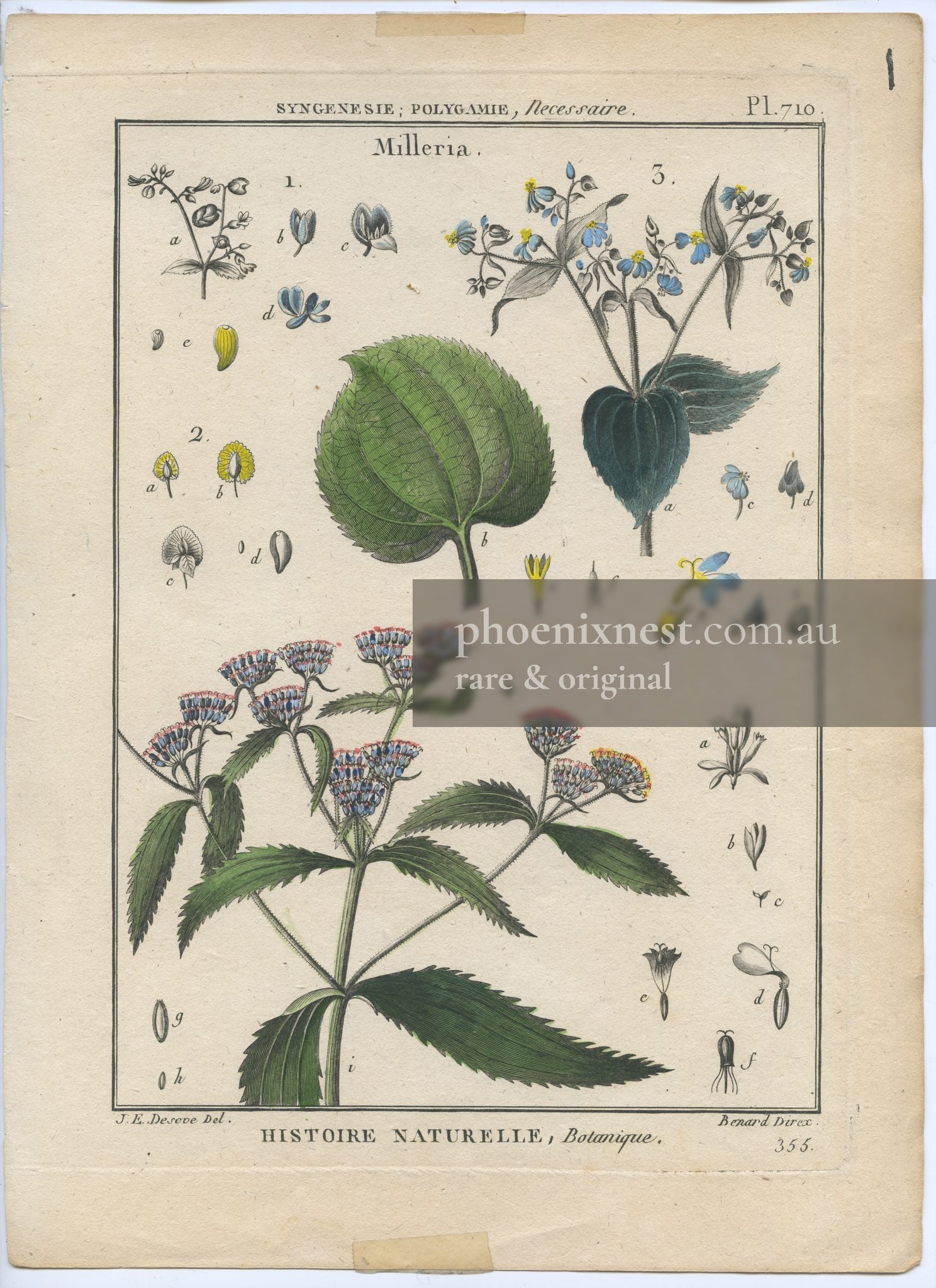 Milleria, Pl. 710