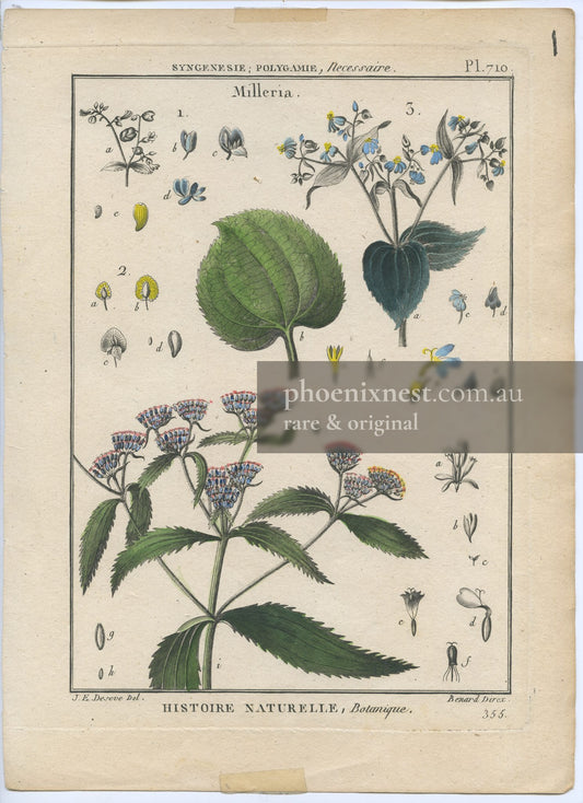 Milleria, Pl. 710