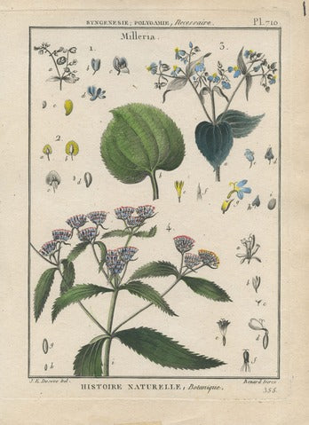 Milleria, Pl. 710