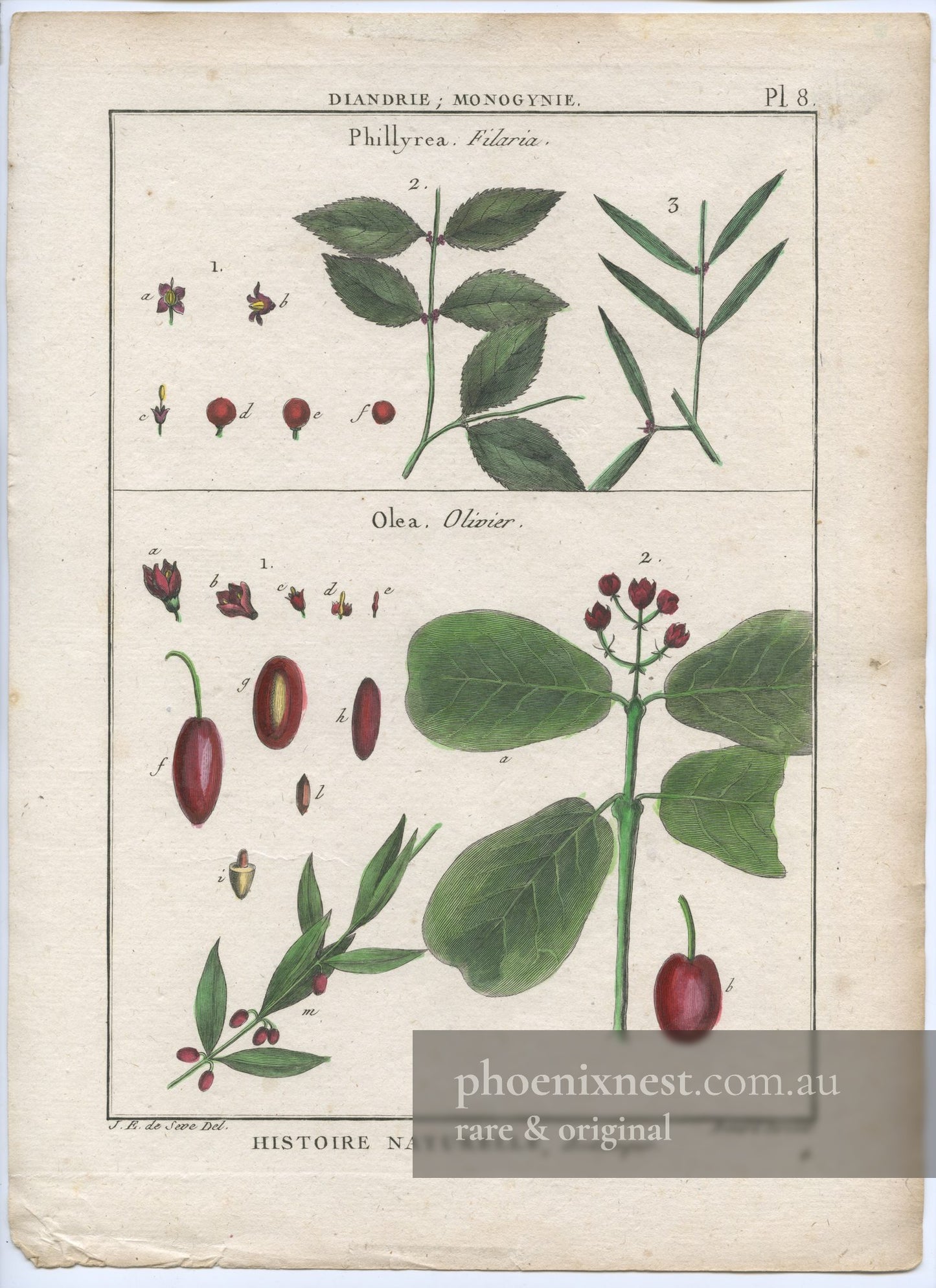Botanical Study of Phillyrea Filaria and Olive (Olea)