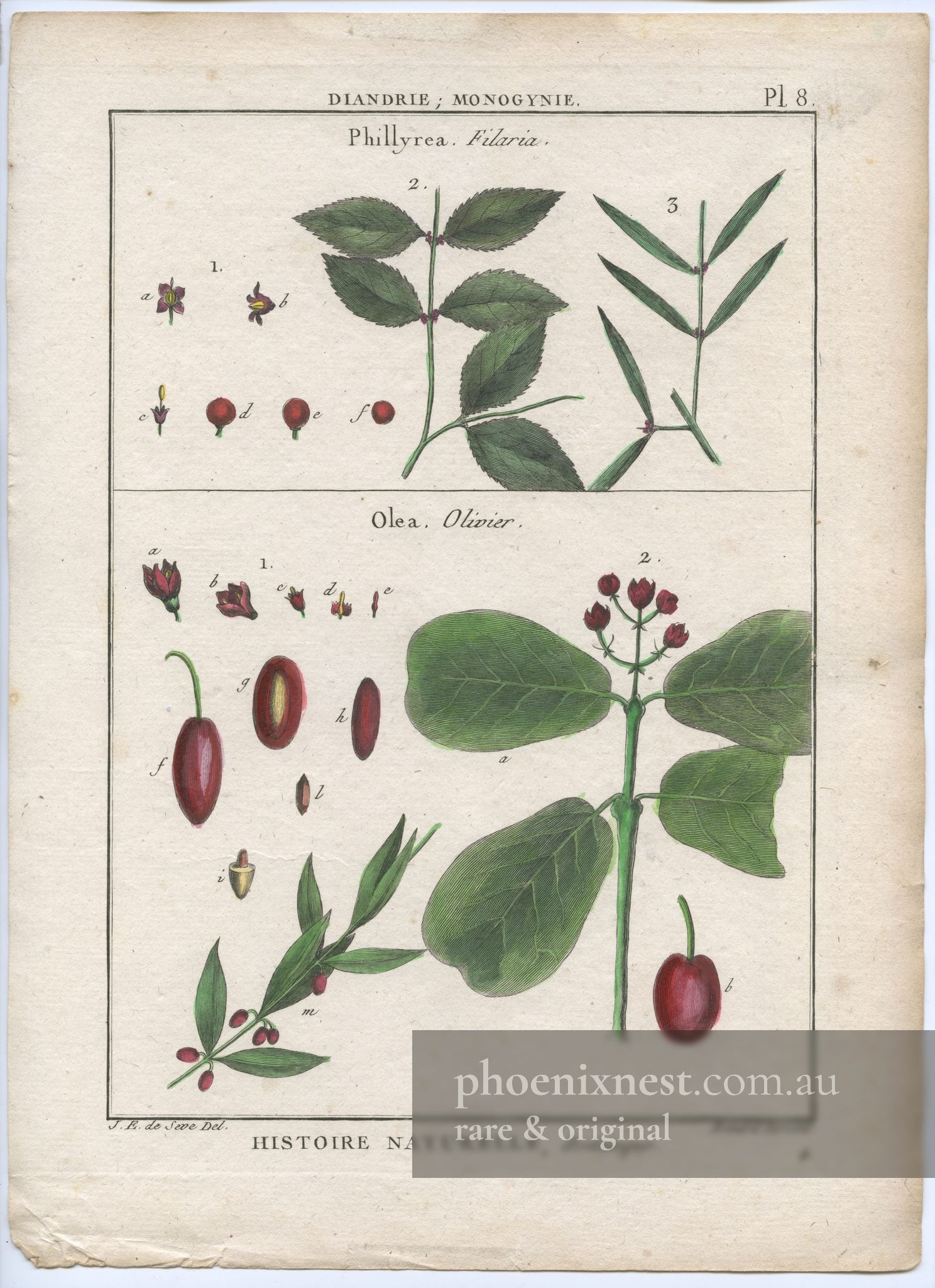 Botanical Study of Phillyrea Filaria and Olive (Olea)