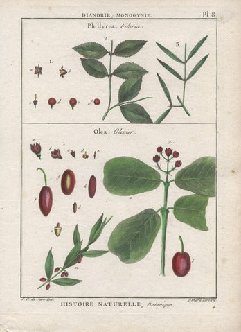 Botanical Study of Phillyrea Filaria and Olive (Olea)