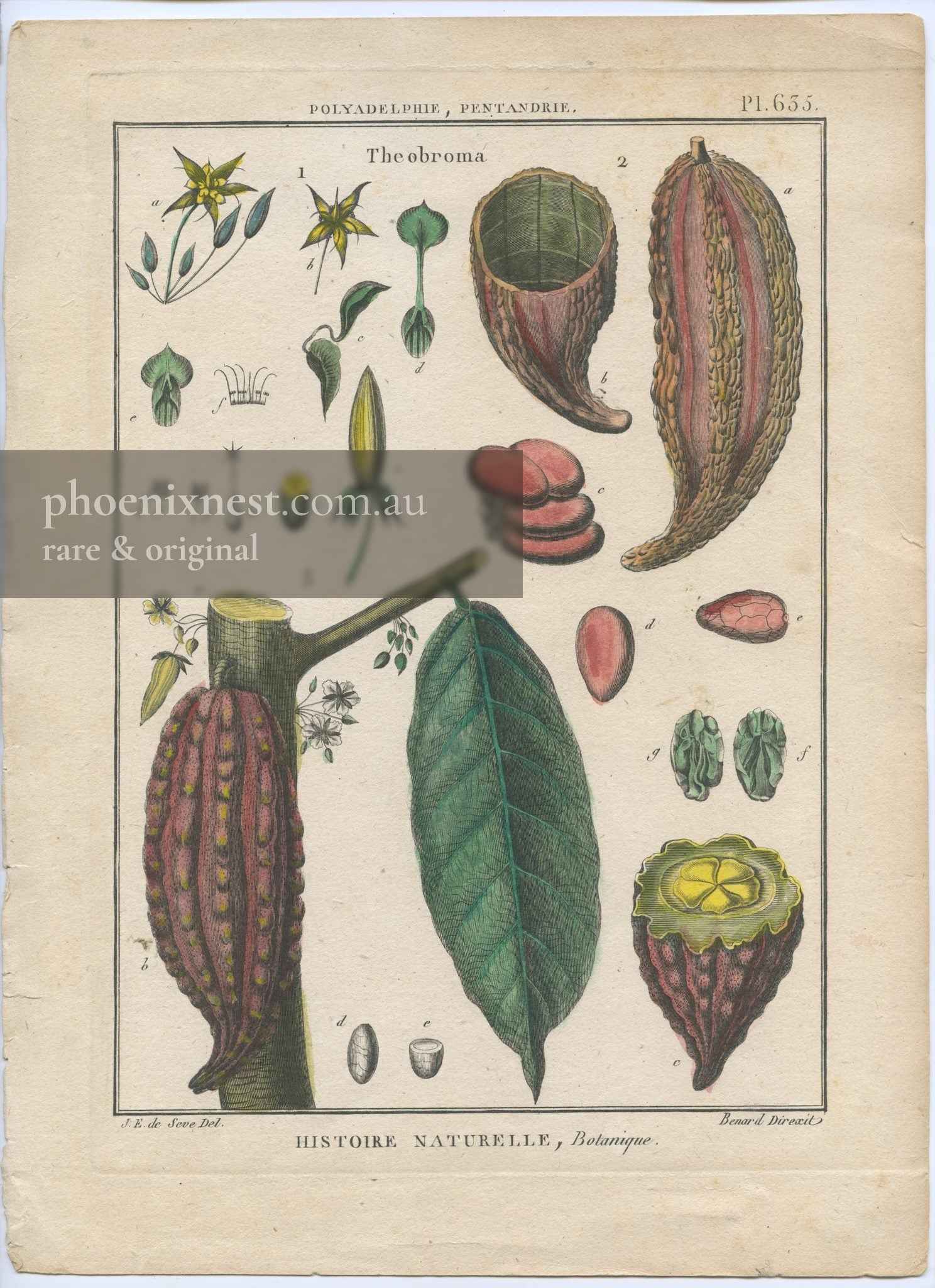Theobroma (Cacao Tree)