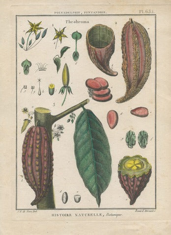 Theobroma (Cacao Tree)