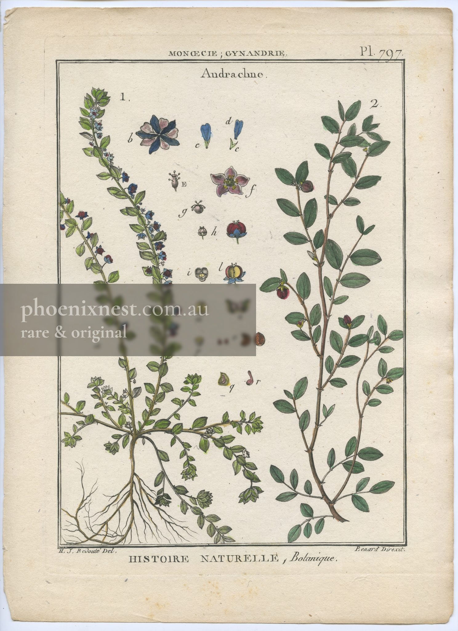 Botanical Plate of Andrachne (Monœcia; Gynandria), Plate 797