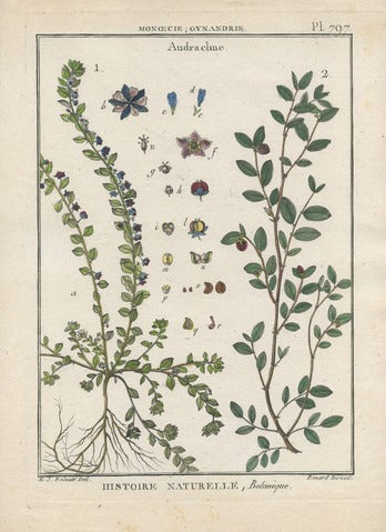 Botanical Plate of Andrachne (Monœcia; Gynandria), Plate 797