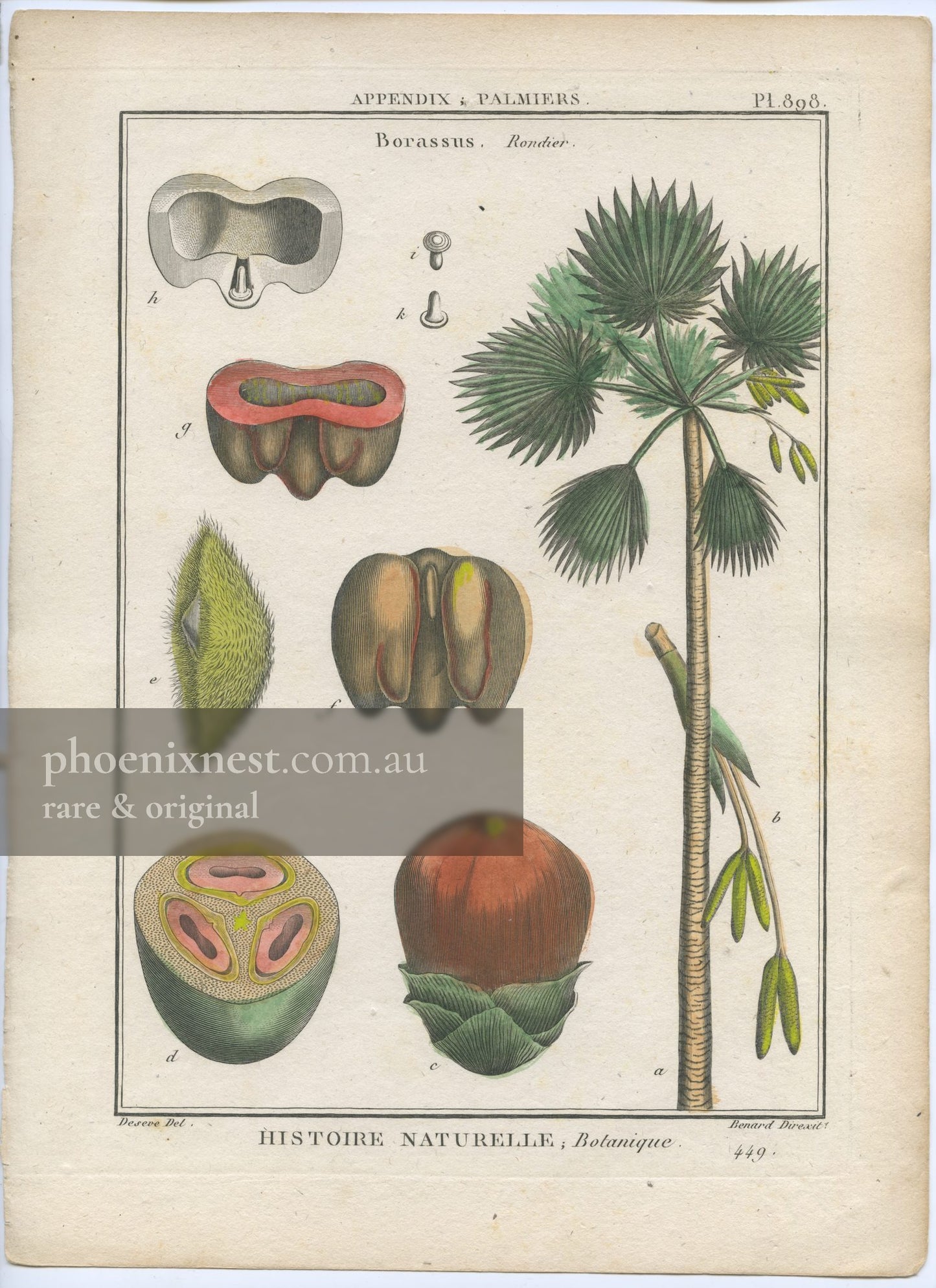Borassus, or Palmyra Palm (Borassus flabellifer)