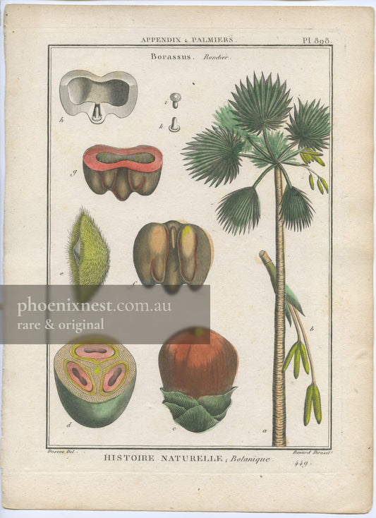 Borassus, or Palmyra Palm (Borassus flabellifer)