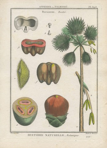 Borassus, or Palmyra Palm (Borassus flabellifer)