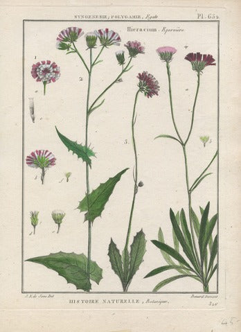 Hieracium (Hawkweed) Species, Plate 652