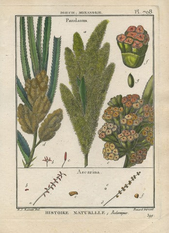 Pandanus and Ascarina, Pl. 798 — Encyclopédie Méthodique