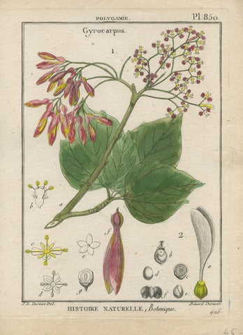 Gyrocarpus, Pl. 850 — Encyclopédie Méthodique