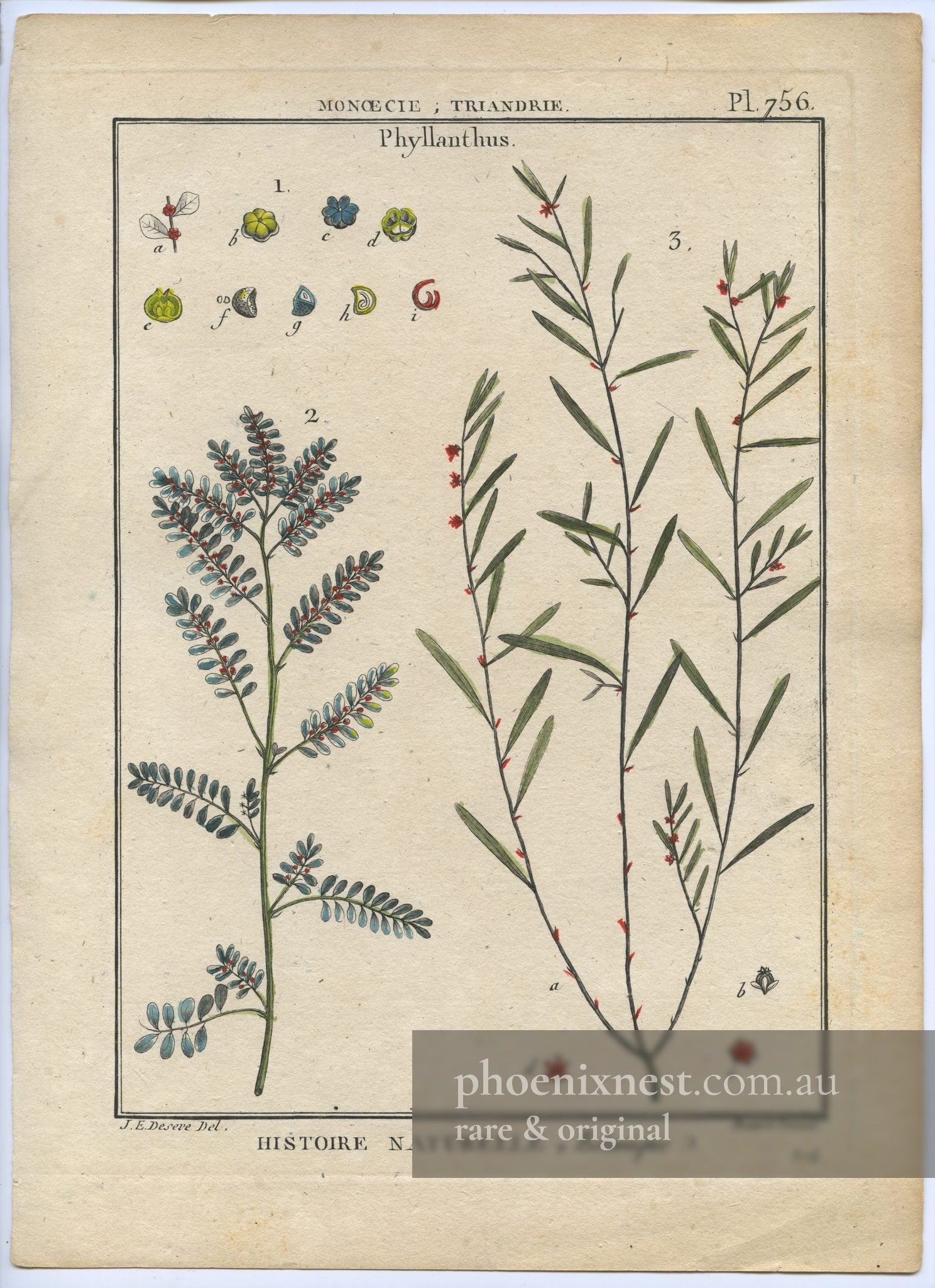 Phyllanthus, Pl. 756 — Encyclopédie Méthodique