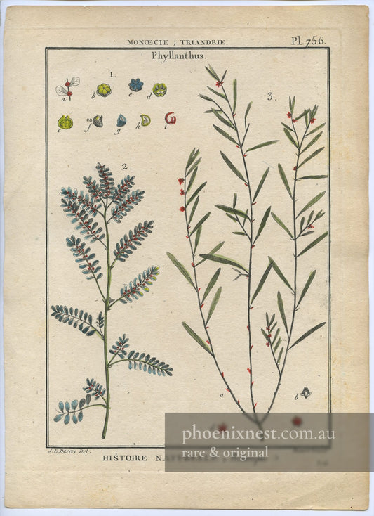Phyllanthus, Pl. 756 — Encyclopédie Méthodique