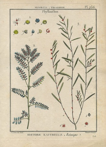 Phyllanthus, Pl. 756 — Encyclopédie Méthodique