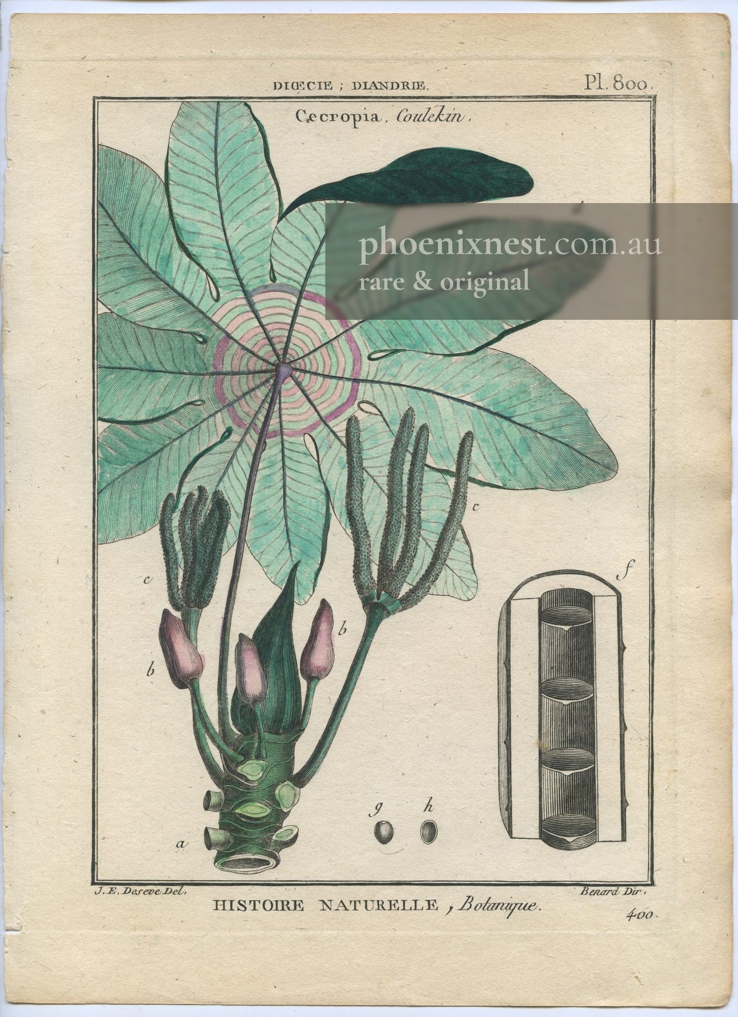 Cecropia, Pl. 800 — Encyclopédie Méthodique