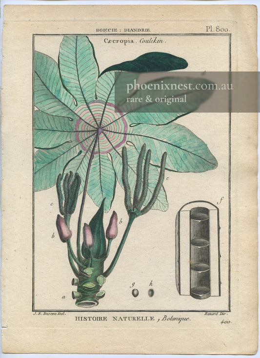 Cecropia, Pl. 800 — Encyclopédie Méthodique