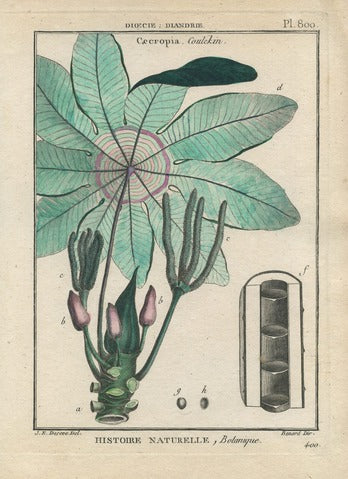 Cecropia, Pl. 800 — Encyclopédie Méthodique