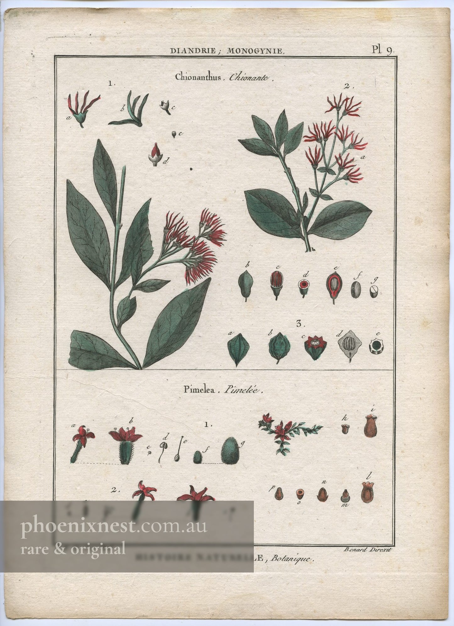 Chionanthus and Pimelea, Pl. 9 — Encyclopédie Méthodique