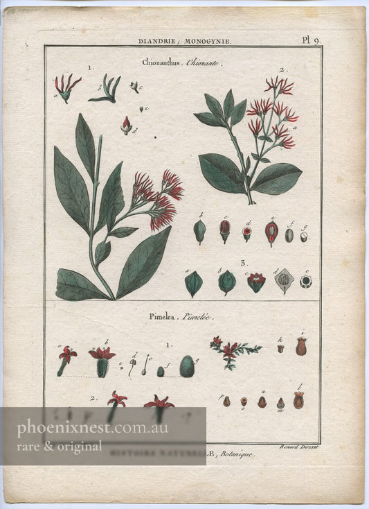 Chionanthus and Pimelea, Pl. 9 — Encyclopédie Méthodique