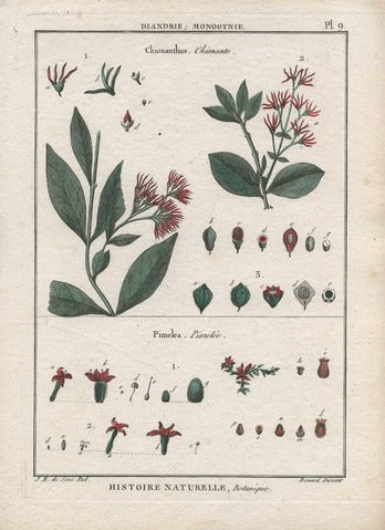 Chionanthus and Pimelea, Pl. 9 — Encyclopédie Méthodique
