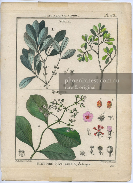 Adelia and Quapoya, Pl. 831 — Encyclopédie Méthodique