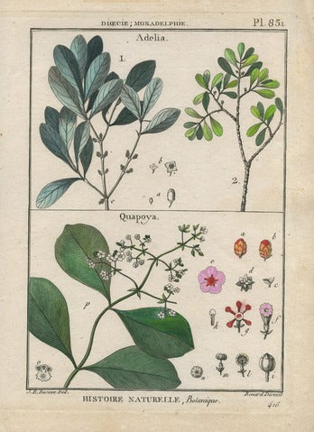 Adelia and Quapoya, Pl. 831 — Encyclopédie Méthodique