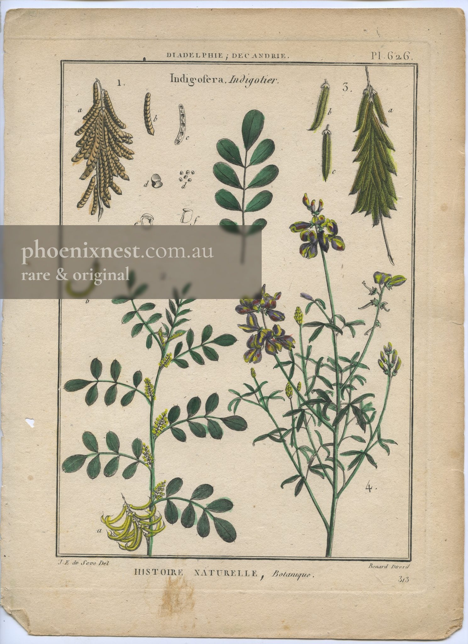 Indigofera, Pl. 626 — Encyclopédie Méthodique