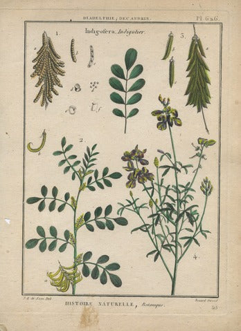 Indigofera, Pl. 626 — Encyclopédie Méthodique
