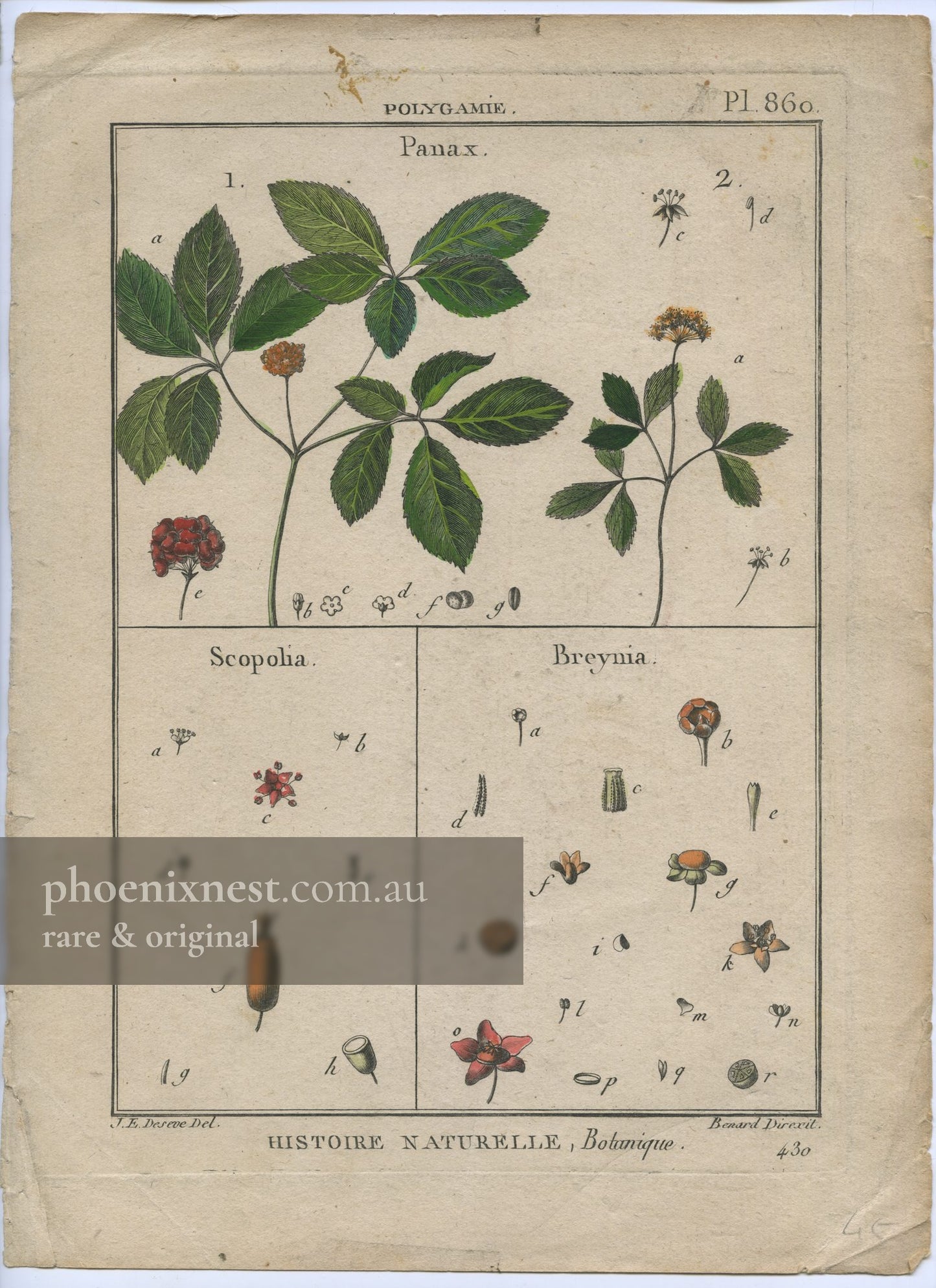 Panax, Scopolia and Breynia, Pl. 860 — Encyclopédie Méthodique
