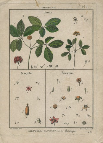 Panax, Scopolia and Breynia, Pl. 860 — Encyclopédie Méthodique