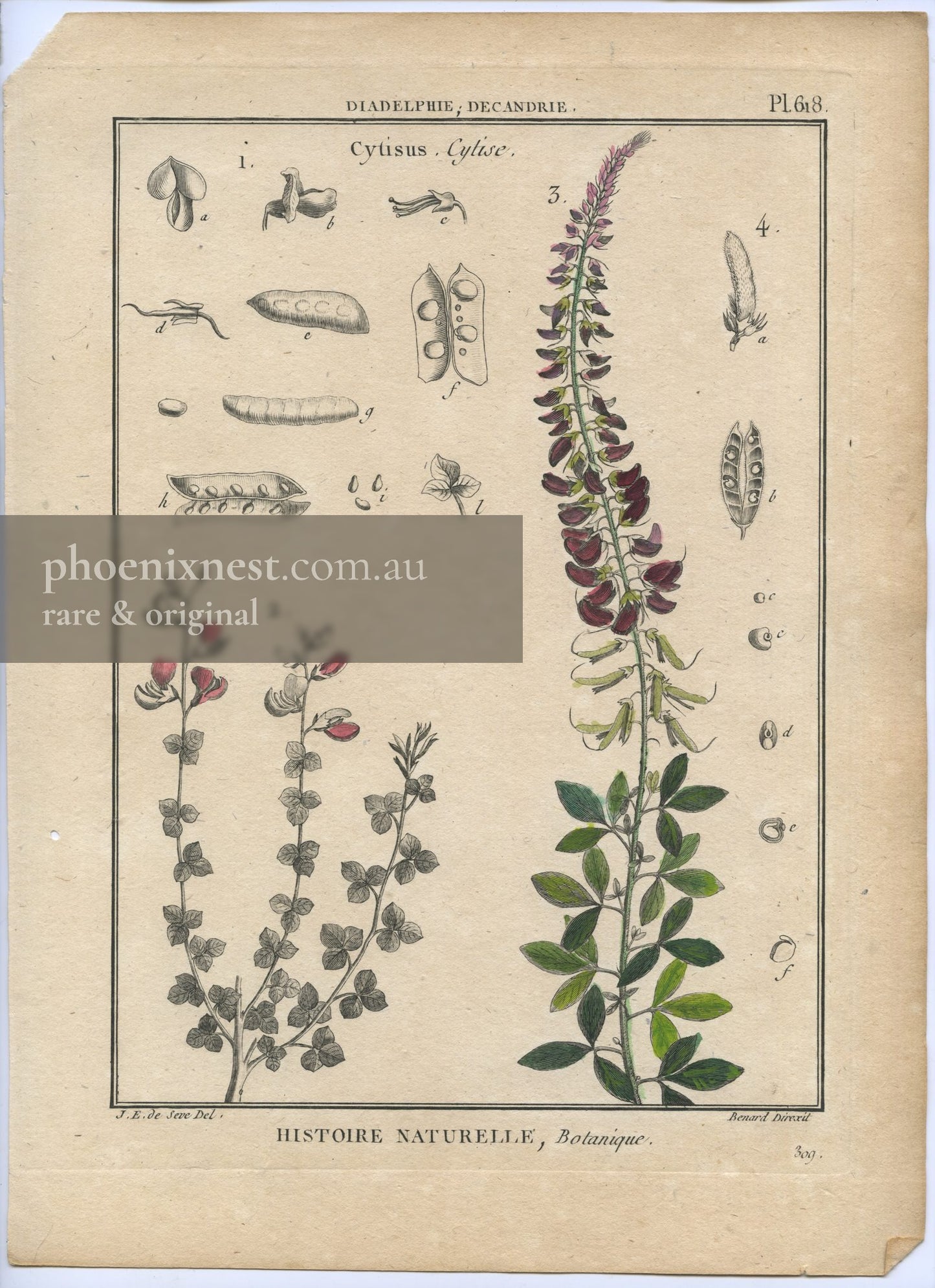Cytisus, Pl. 618 — Encyclopédie Méthodique