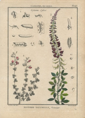Cytisus, Pl. 618 — Encyclopédie Méthodique