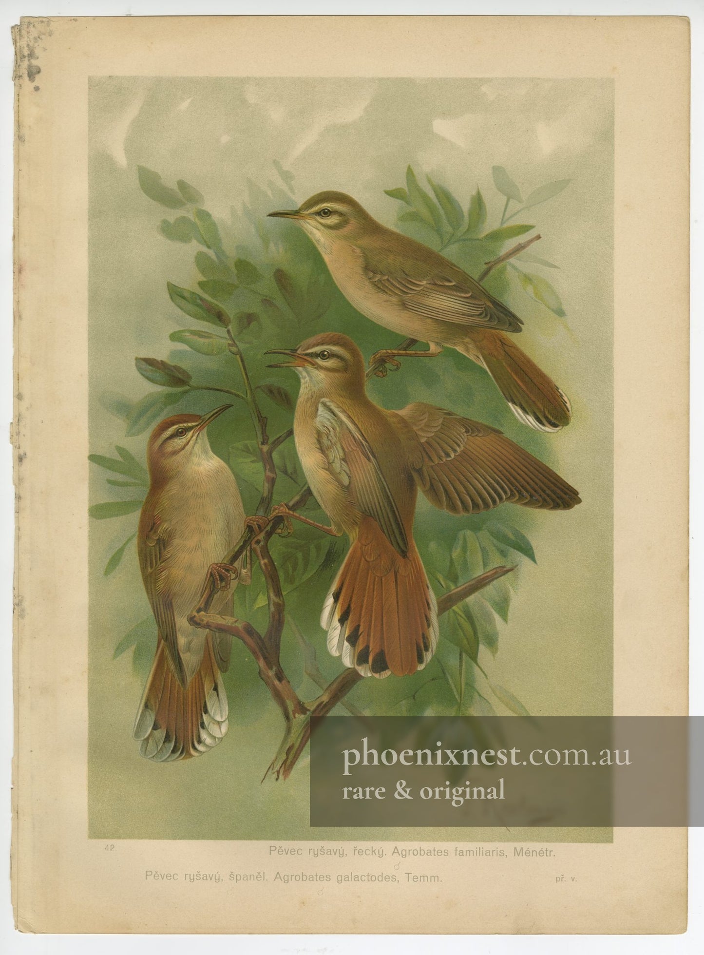 Rufous-tailed Scrub Robin, Pl. 42 — Ptactvo Evropy