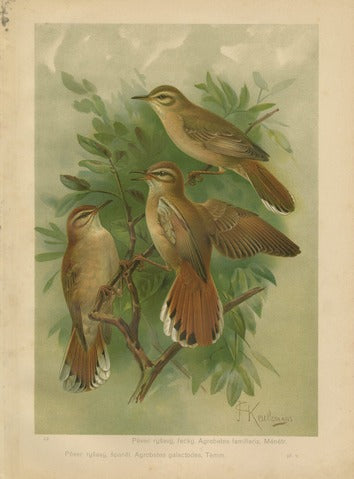 Rufous-tailed Scrub Robin, Pl. 42 — Ptactvo Evropy