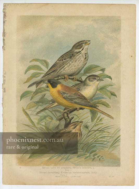 Corn and Black-headed Bunting, Pl. 19 — Ptactvo Evropy
